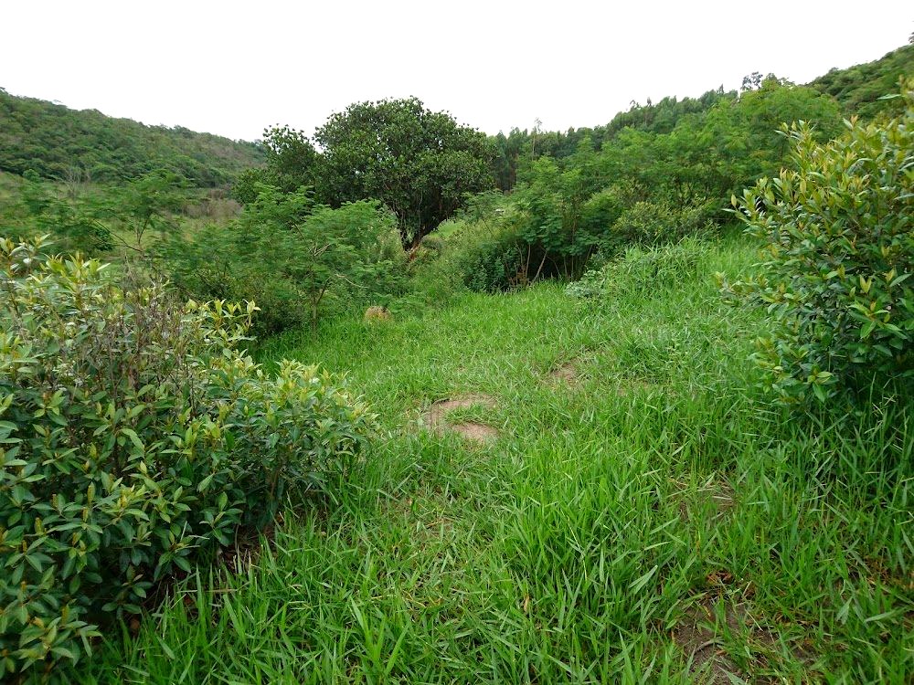 Vegetação recuperada em campo na Bahia